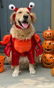 Check spelling or type a new query. 2020 Cutest Dog Halloween Costumes 5 Tips For Choosing The Right Costume For Your Dog Golden Woofs