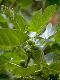 Figuier Ficus Carica Le Jardin Du Pic Vert