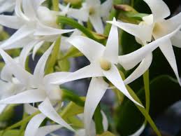 Image result for Cyrtorchis