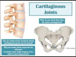 Cartilaginous Joint Dcf Youtube