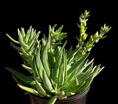 Image result for Crassula lanceolata