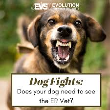 Click a thumb to load the full version. Does Your Dog Need To Go To The Er After A Dog Fight Evolution Veterinary Specialists