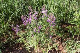 Image result for Cleome elegantissima