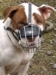 Yogi Wearing Our Exclusive Wire Basket Dog Muzzles Size