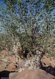 Image result for Sterculia africana