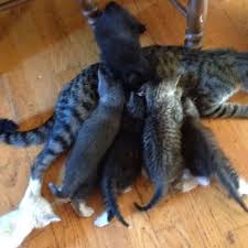 Tabby's place survives on donations from compassionate people like you. Best Free Kittens For Sale In Pocahontas Arkansas For 2021