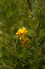 Image result for Argyrolobium tomentosum