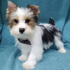 These cute parti yorkie puppies are bred to perfection. A3j6ugewuinbkm