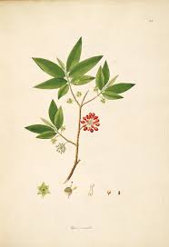 Image result for Huberantha mossambicensis