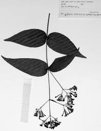 Image result for Rogiera