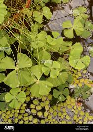 Image result for Marsilea aegyptiaca