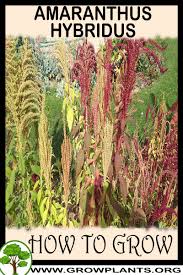 Image result for Amaranthus hybridus