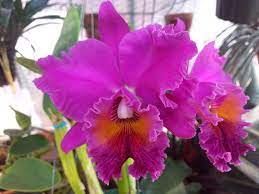 Pin By Elzbieta Lorek On Cattleyas Cattleya Orchid Orchids Cattleya