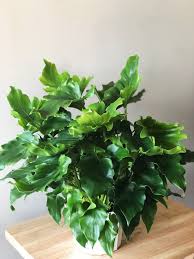 Pin By Kenzie On House Plants In 2020 With Images Live House Plants House Plants Plants