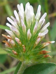 Image result for Trifolium squarrosum
