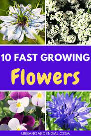 Maybe you would like to learn more about one of these? Fast Growing Flowers Tuin Compost Layout