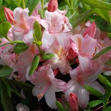 Azalee De Chine Candy Lights Azalee Fleurs Roses Pales Planter Des Fleurs