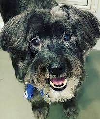 Comparar cerca de usted para obtener los mejores precios. 25 Mejor Peluqueria Para Mascotas Cerca De Fort Lauderdale Facebook Last Updated Jun 2021