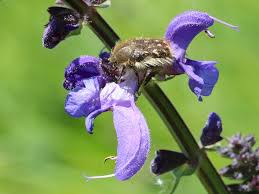 Image result for Tropinota hirta