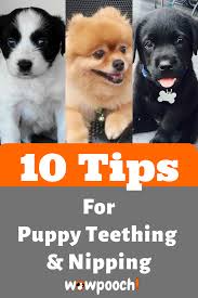 Pin On Dogs Teeth Dental Care Tips