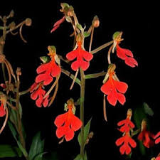 Image result for Habenaria walleri