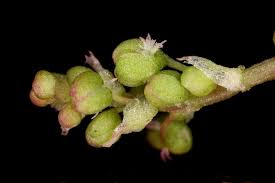 Image result for Rumex sagittatus