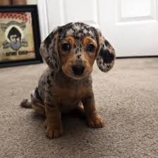 Bir Cift Tatli Goz Animaux Chien Bebes Animaux