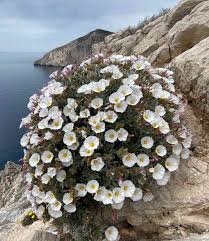 Image result for Convolvulus goyderi