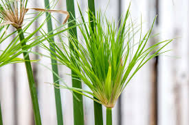 Image result for Cyperus papyrus