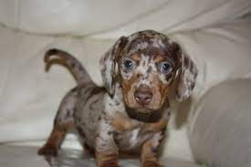Nov 25, 2018 · the standard dapple dachshund will stand from 8 to 9 inches and weigh between 16 and 32 pounds. Blue Miniature Dachshund Dachshund World Forum What Type Is This Pattern Do Blue Or Gre Dapple Dachshund Puppy Dachshund Puppies For Sale Dapple Dachshund