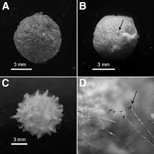 Egg sacs of three species of Theridiidae. A Parasteatoda tepidariorum;... |  Download Scientific Diagram