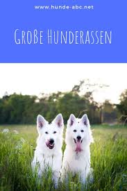 Grosse Hunderassen Erfreuen Sich Grosser Beliebtheit Als Familienhund Da Sie Oft Auch In Einer Beschutzerrolle Gesehe Hunderassen Hunde Rassen Grosse Hunderassen