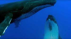 Baleen whale throats are rather narrow relative to the overall size of the beast (example: Two Beautiful Humpback Whales Dance Animal Attraction Bbc Earth Youtube