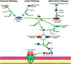 Image result for Complement Pathway