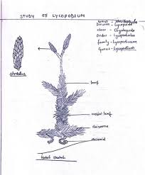 Image result for Lycopodium