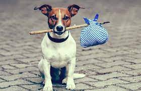 Tips For Traveling With Dogs
