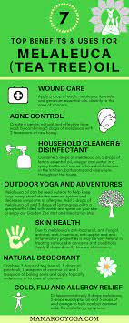 Melaleuca Tea Tree Essential Oil Benefits And Uses Melaleuca Essential Oil Essential Oil Usage Melaleuca Oil