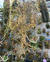 Image result for Microcoelia globulosa