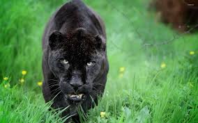 Black Panther Animal Wallpaper 4k Novocom Top
