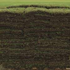 Tifway 419 and tifway ii sod bermudagrass are again single plant varieties. Types Of Bermuda Grass And Best Varieties For Lawn Hay Golf Cg Lawn