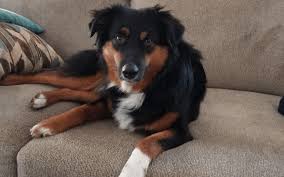 Im hunde haltung forum im bereich hunde forum; Mein Hund Kann Schwer Alleine Bleiben Anne Bucher