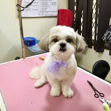 Pet grooming is a very specialized service and business. Dog Spas In Hyderabad Lbb Hyderabad