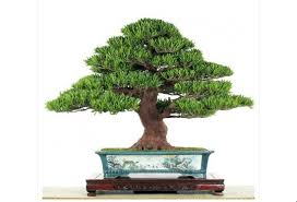 Harga Bonsai Anting Putri Termahal Gambar Bonsai 2020