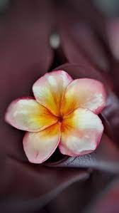 Plumeria Plumeria Flowers Radish