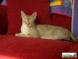 Интеллект и быстрота реакции