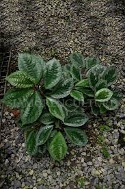 Image result for Elatostema monticola