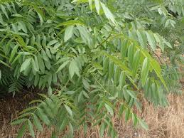 Image result for Juglans