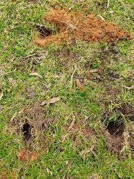 Check spelling or type a new query. Mystery Holes In Lawn Bunnings Workshop Community