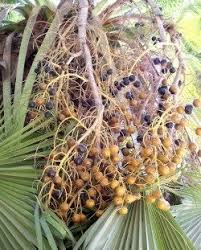 They are believed to contain compounds that can treat urinary tract infections, benign prostate conditions, and male pattern baldness. Edible Palms An Introduction To Palm Fruits Dave S Garden