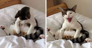 Cat Wakes Up To Discover He S Missing Some Parts And He S Not Happy About It Bored Panda